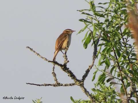 Image of Sedge Warbler