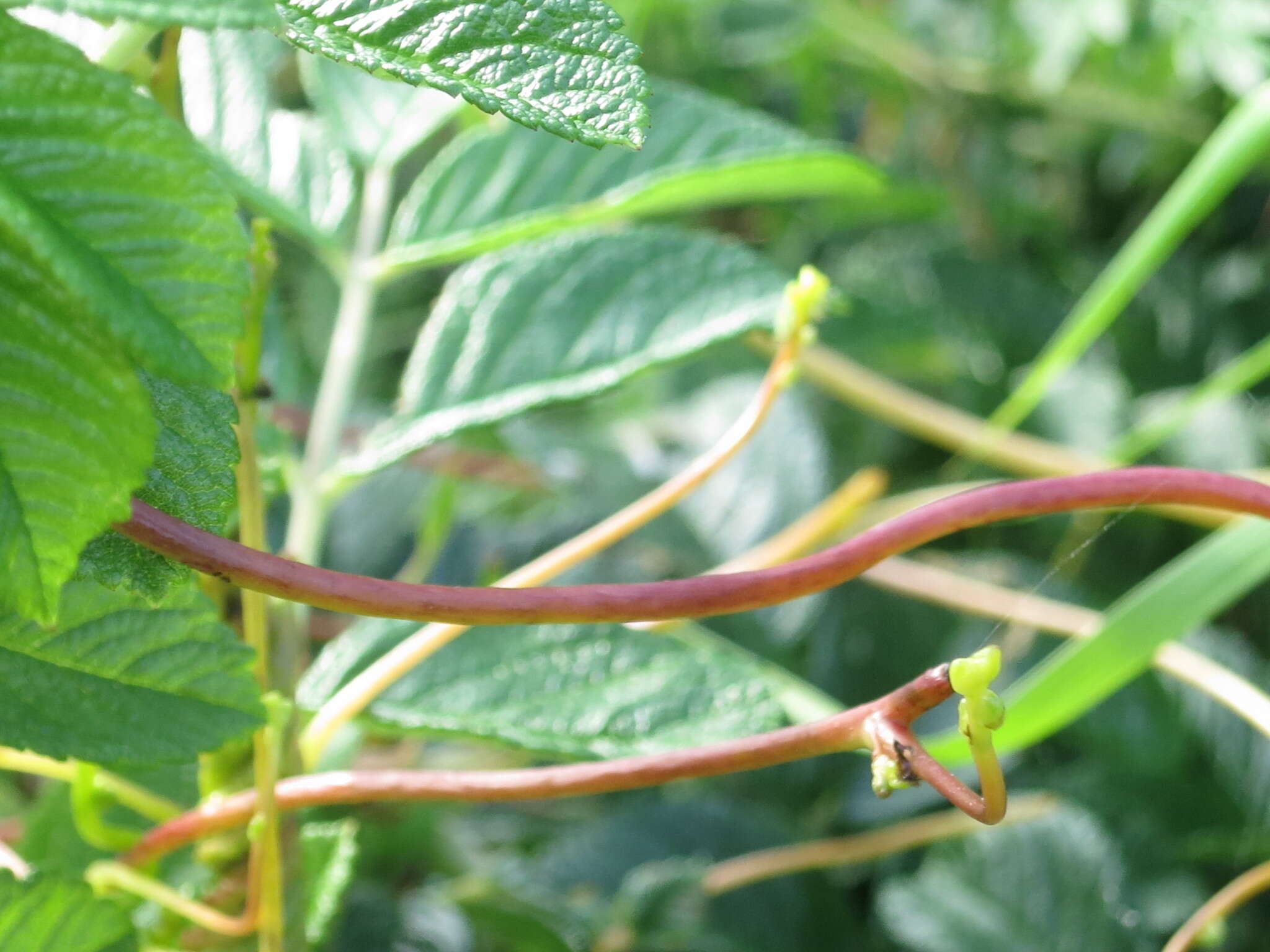 Image of Japanese dodder