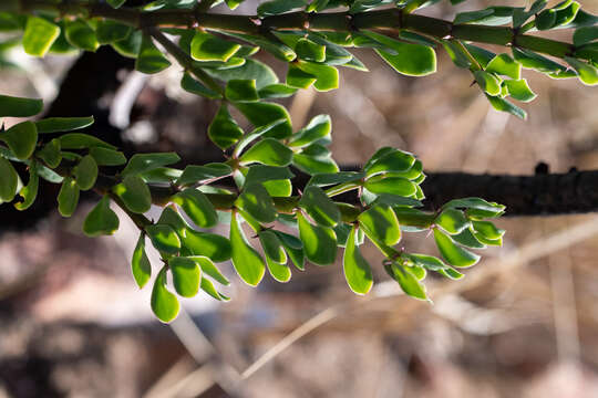 Image of Roepera flexuosa (Eckl. & Zeyh.) Beier & Thulin