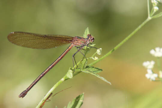 Image of Smoky Rubyspot