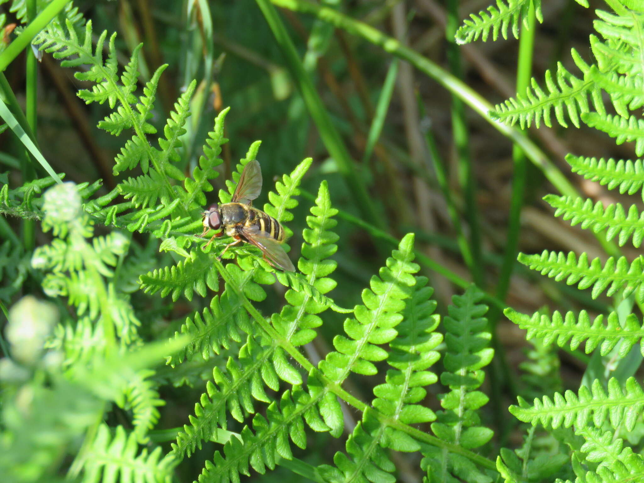 Image of Sericomyia silentis (Harris 1776)