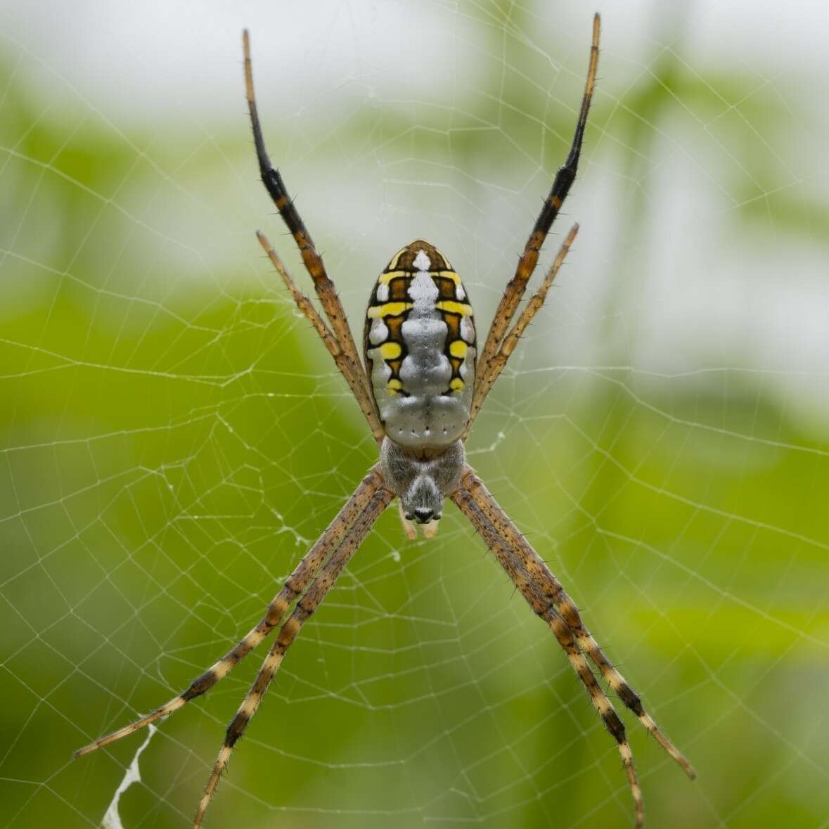 Image of Argiope catenulata (Doleschall 1859)