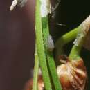Image of Rice root aphid