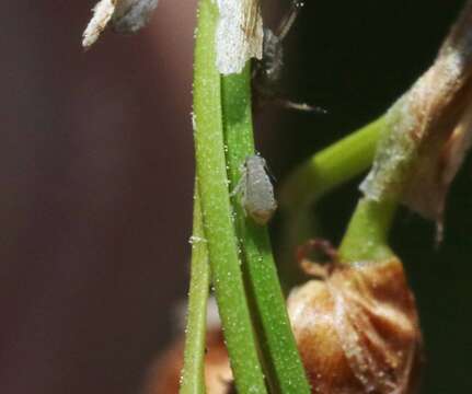 Image of Rice root aphid