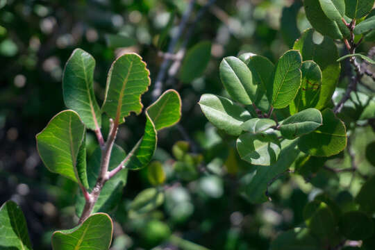 Imagem de Endotropis crocea subsp. pirifolia (Greene) Hauenschild