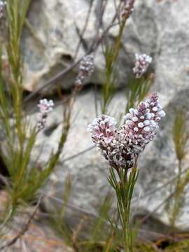 Image of Spatalla racemosa (L.) Druce