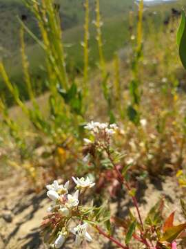 Eremothera boothii subsp. decorticans (Hook. & Arn.) W. L. Wagner & Hoch resmi