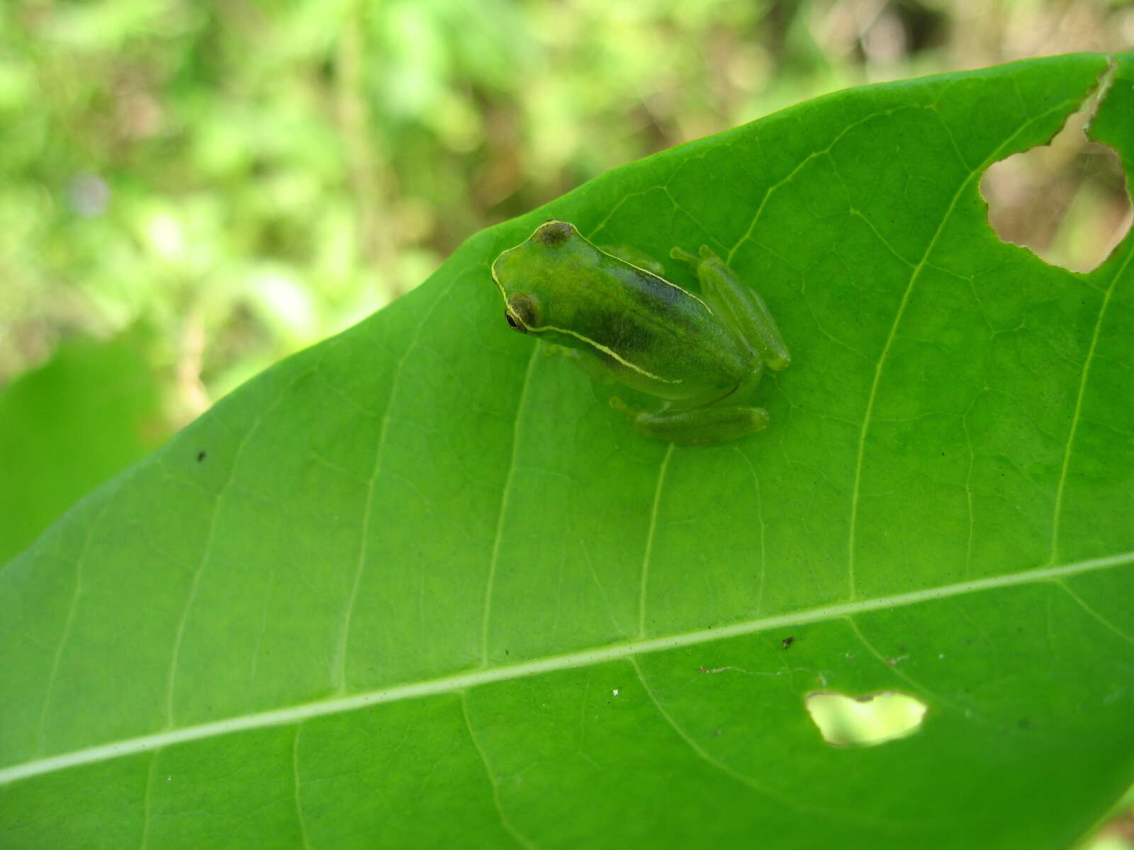 Image of Hyperolius igbettensis Schiøtz 1963