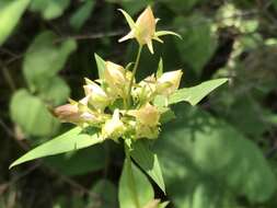 Image of American spurred gentian