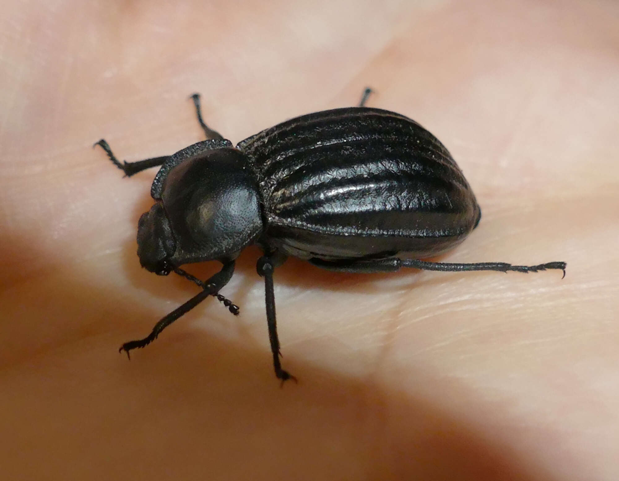 Image of Stenomorpha (Stenomorpha) corrugans (Casey 1912)