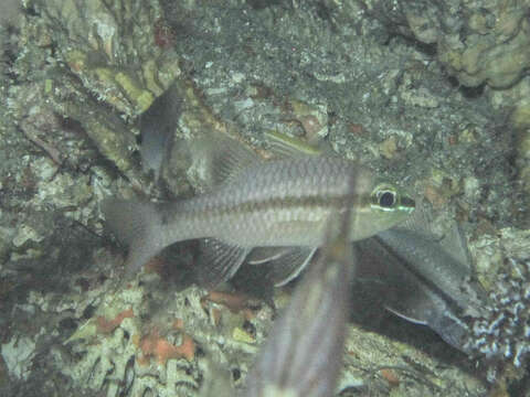 Image of Iridescent cardinalfish