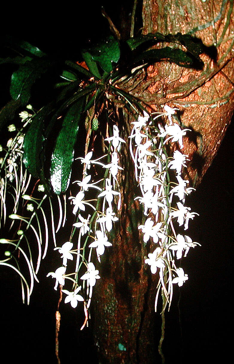 Image of Aerangis mystacidii (Rchb. fil.) Schltr.