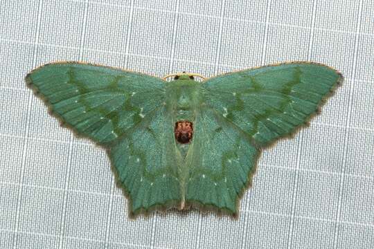 Plancia ëd Hemithea notospila Prout 1917