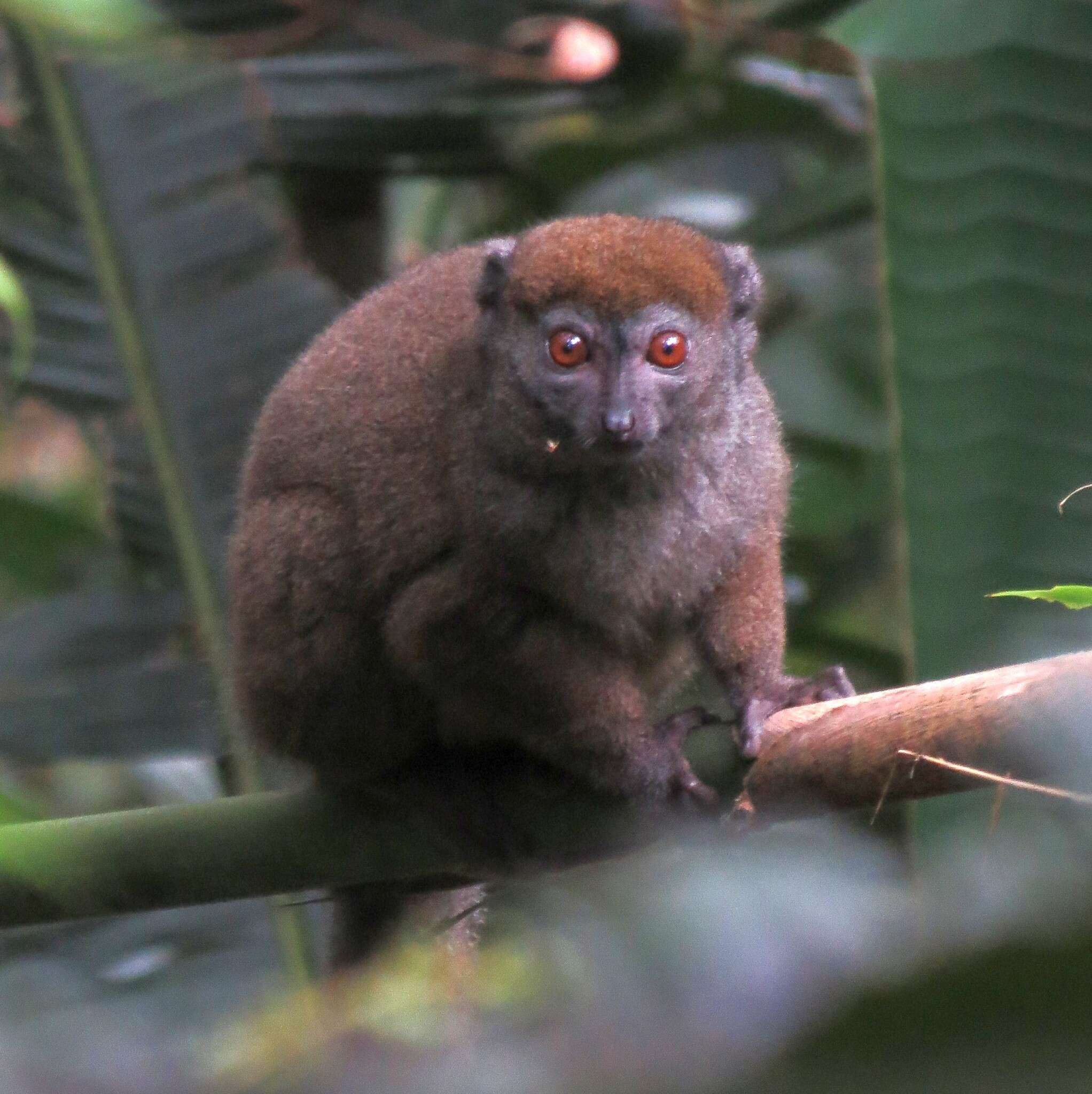 Image of Sambirano Bamboo Lemur