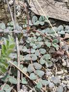 Image of Wedge spurge