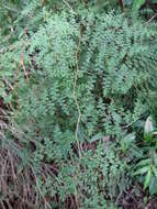 Image of thicket creepingfern