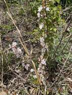 Imagem de Prunus humilis Bunge