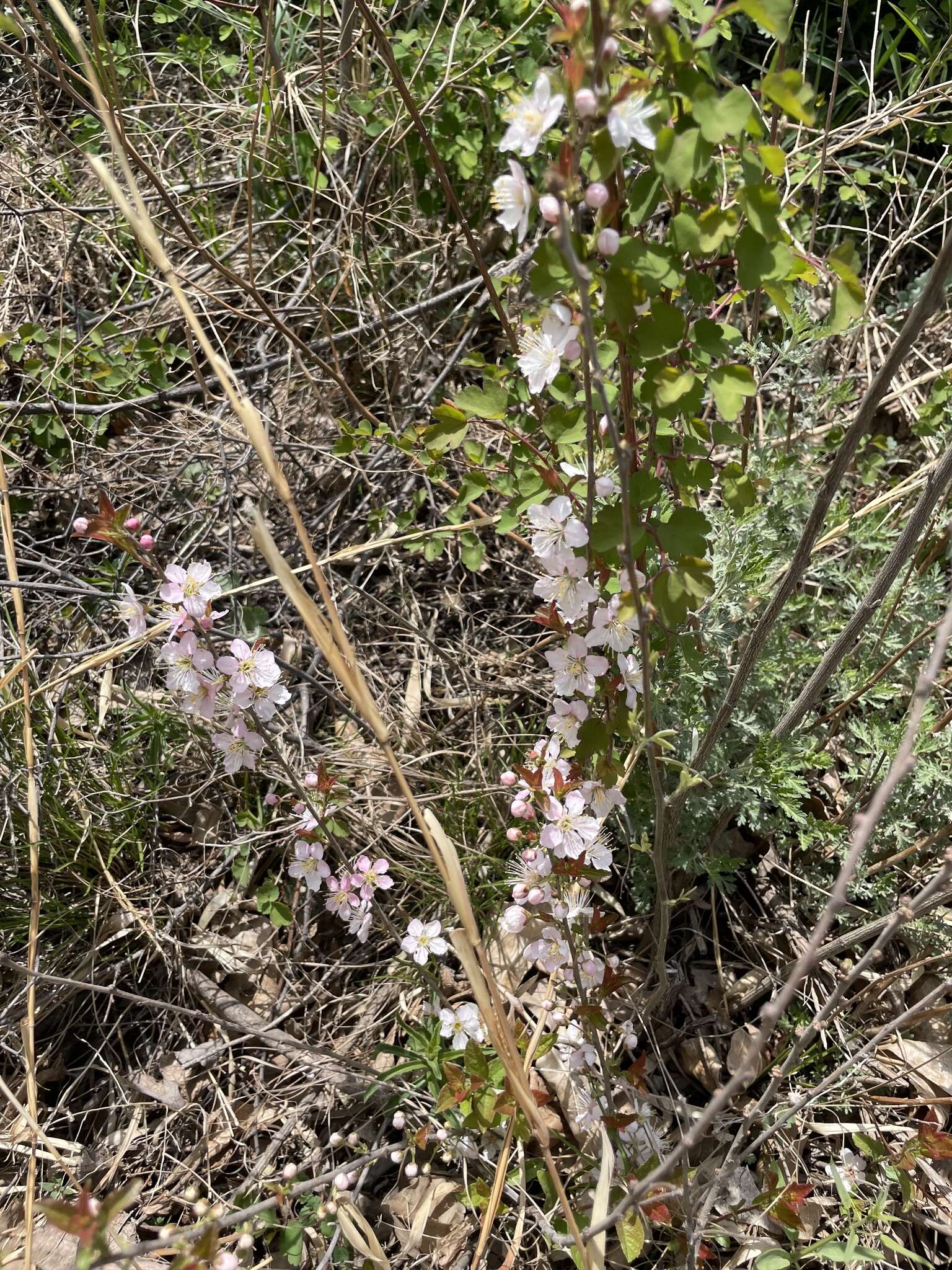 Imagem de Prunus humilis Bunge