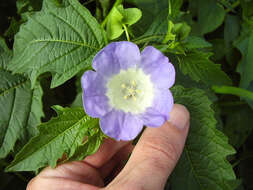 Image of nicandra