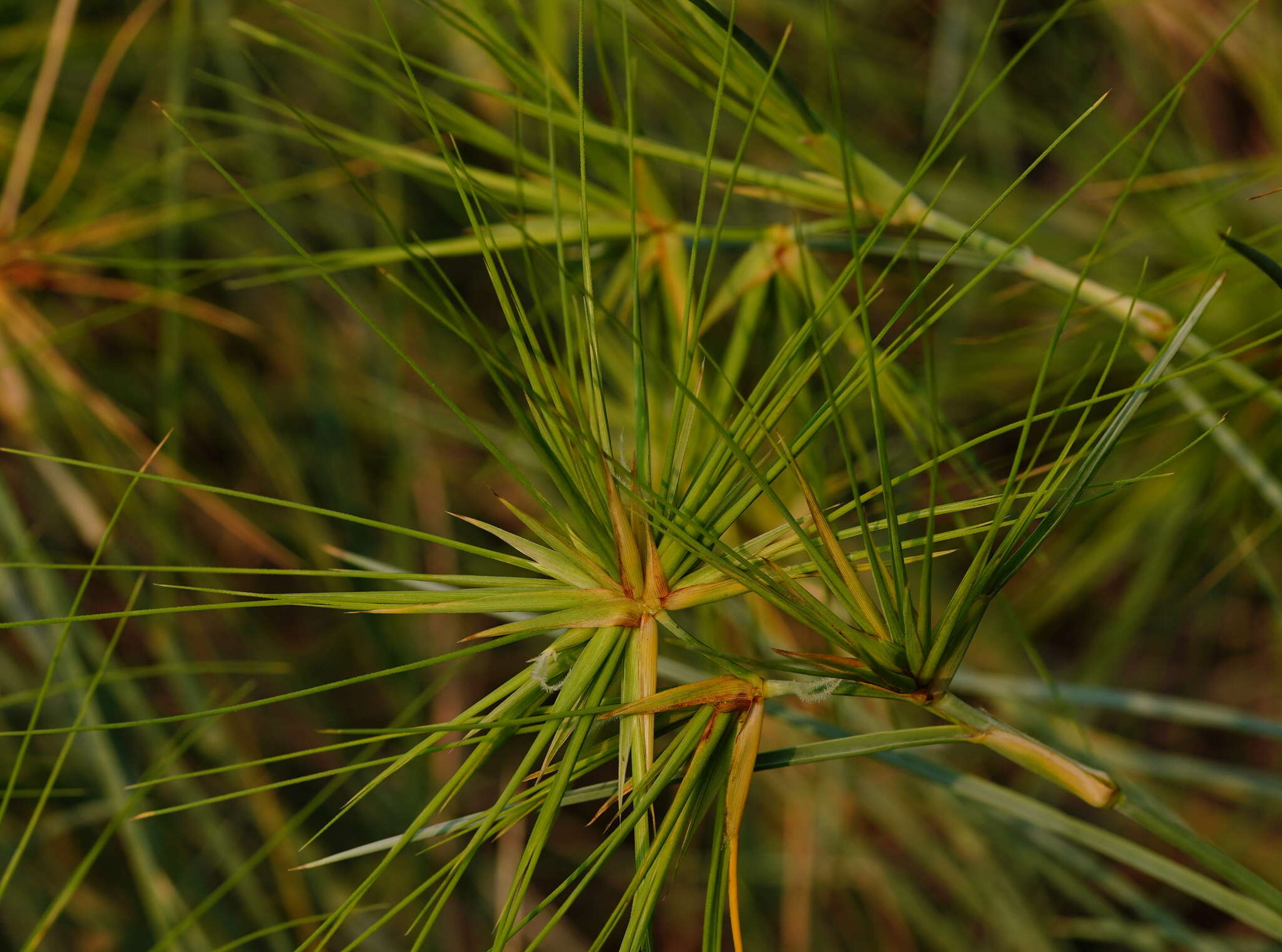 Imagem de Spinifex littoreus (Burm. fil.) Merr.