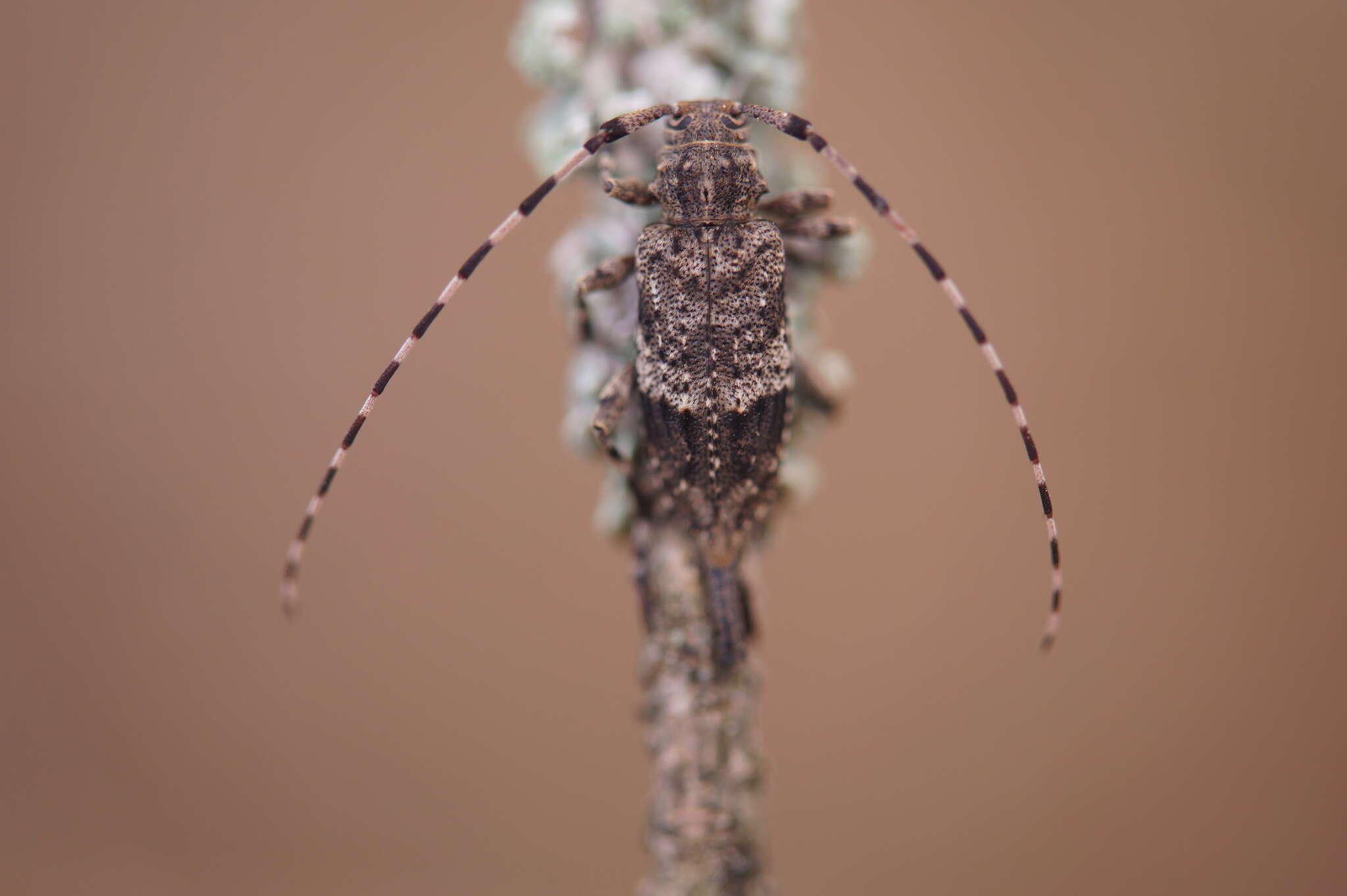 Image of Acanthocinus reticulatus (Razoumowsky 1789)