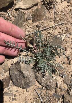 صورة Astragalus waterfallii Barneby