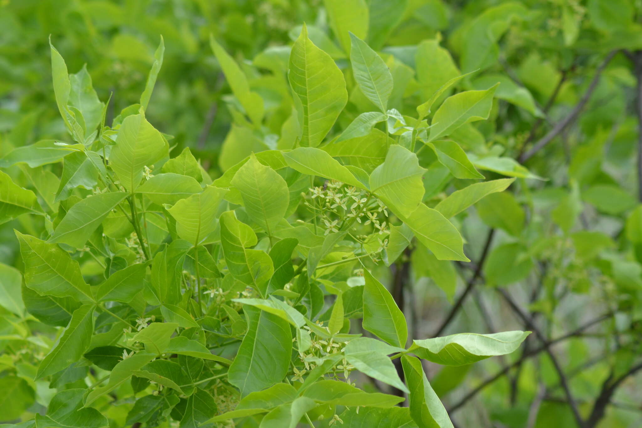 صورة Ptelea trifoliata subsp. trifoliata