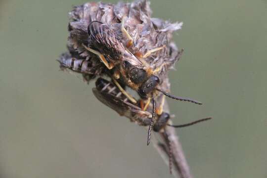 Image of Halictus simplex Blüthgen 1923