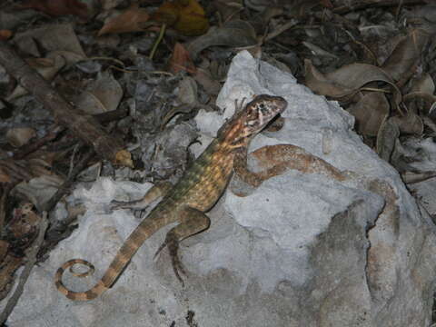 صورة Leiocephalus carinatus carinatus Gray 1827