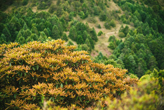 Image de Rhododendron hyperythrum Hayata