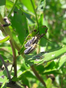 Image of Groundselbush Beetle