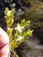 Image of Lachnaea ruscifolia Compton