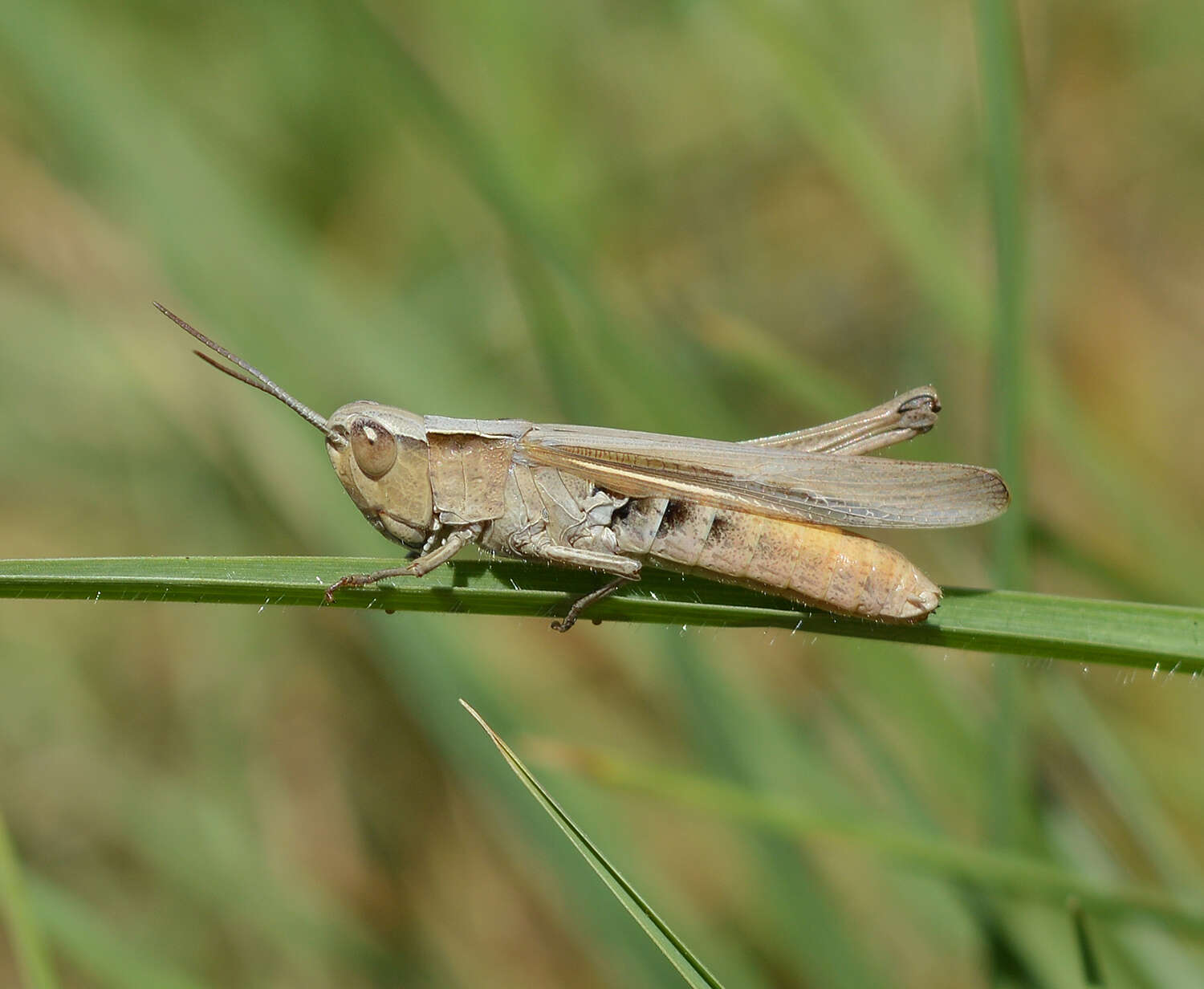 Image de Chorthippus (Chorthippus) dichrous (Eversmann 1859)