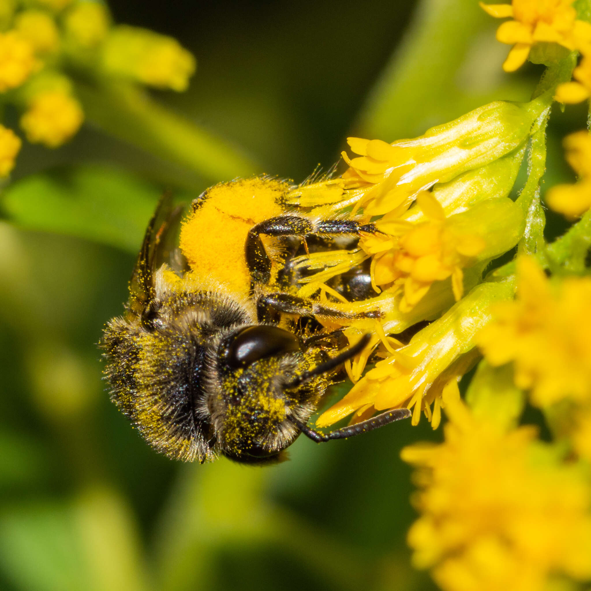 Imagem de Colletes simulans armatus Patton 1879