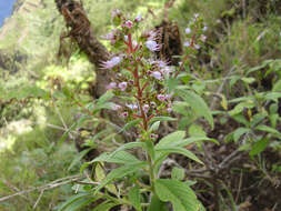 Image of Echium strictum L. fil.