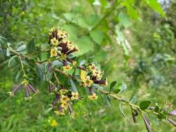 صورة Cestrum buxifolium Kunth