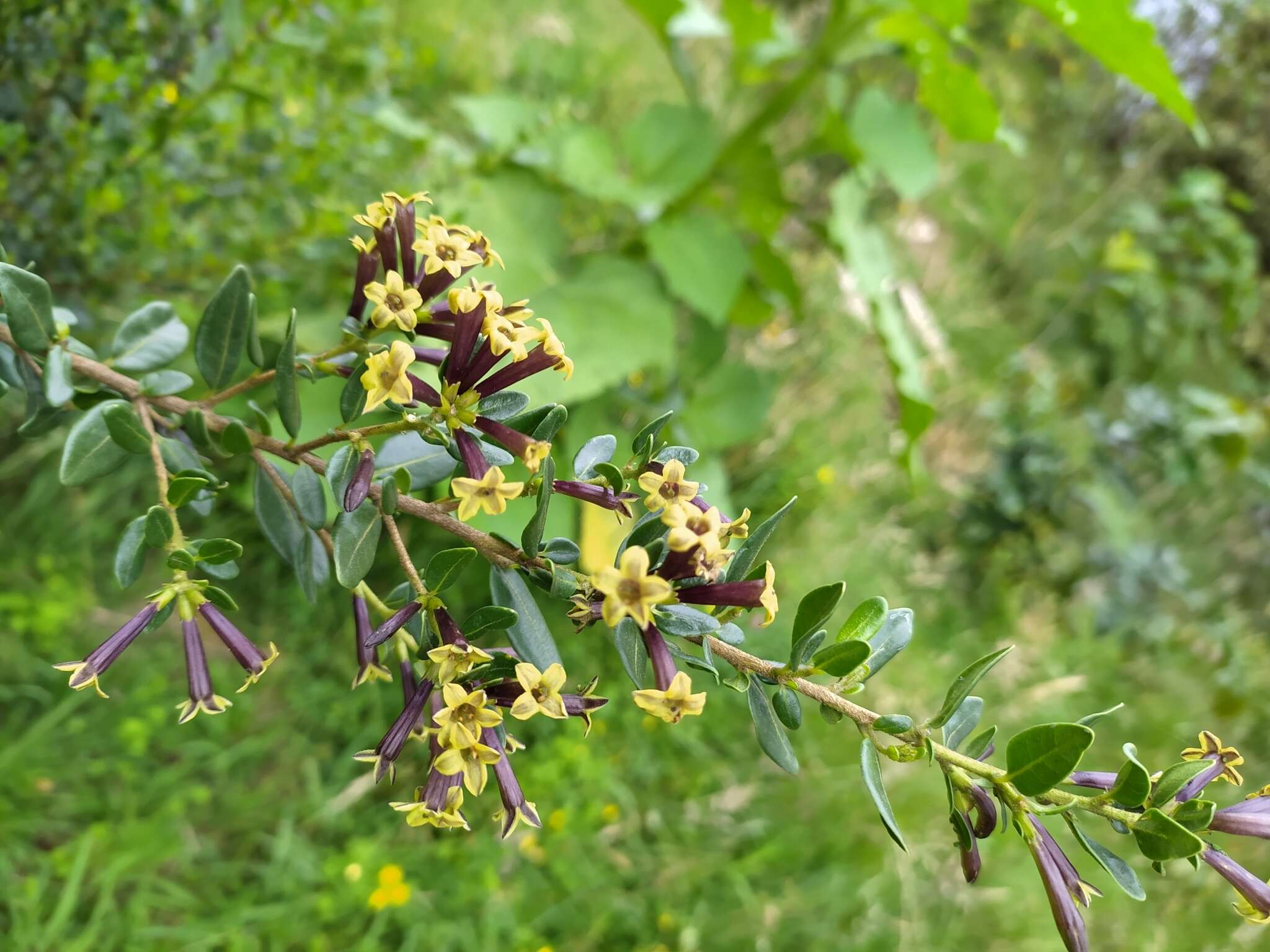 صورة Cestrum buxifolium Kunth