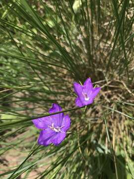 Image of Parry's bellflower