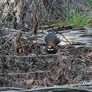 Image de Rhipidura dryas squamata Müller & S 1843