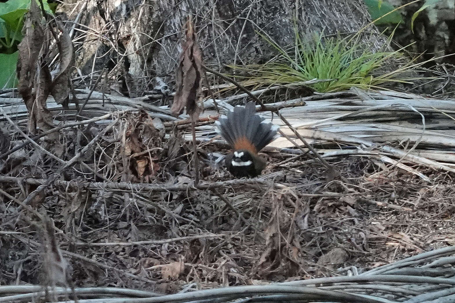 Image de Rhipidura dryas squamata Müller & S 1843