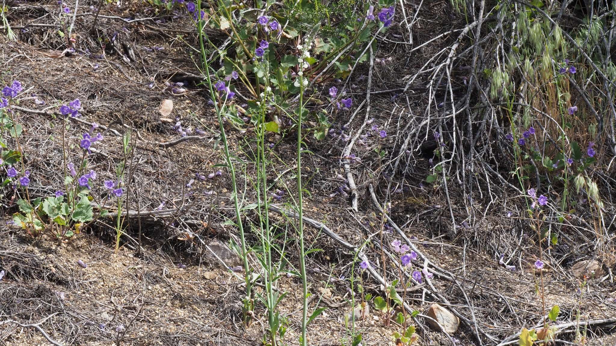 Image of Coulter's snapdragon