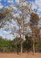 Image of Terminalia argentea Mart.