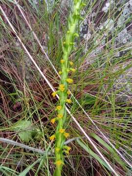 Image of Cynorkis cinnabarina (Rolfe) Hermans & P. J. Cribb