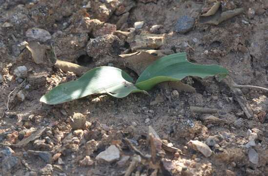 Image of Cooper's rein orchid