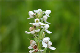 Слика од Platanthera hologlottis Maxim.