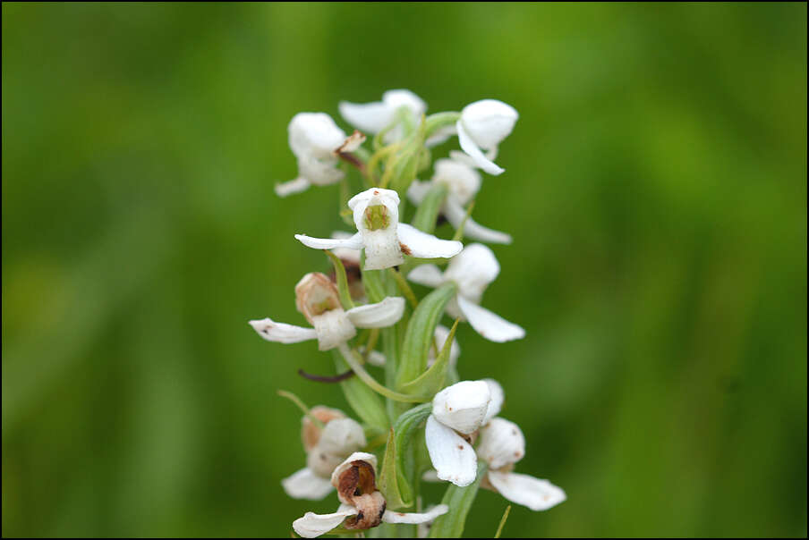 Plancia ëd Platanthera hologlottis Maxim.