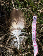 Image of Eastern Grass Owl