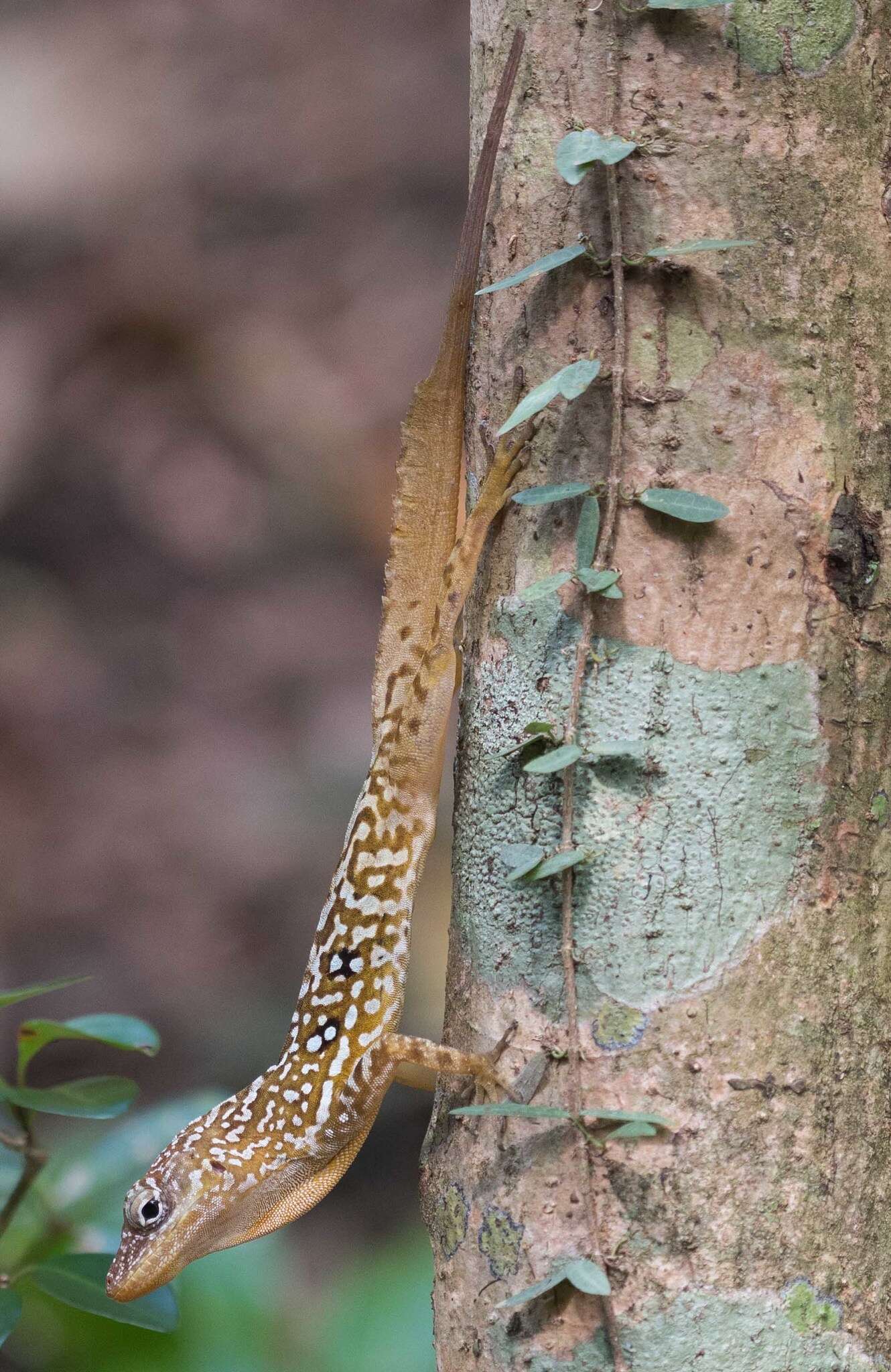 Слика од Anolis oculatus (Cope 1879)