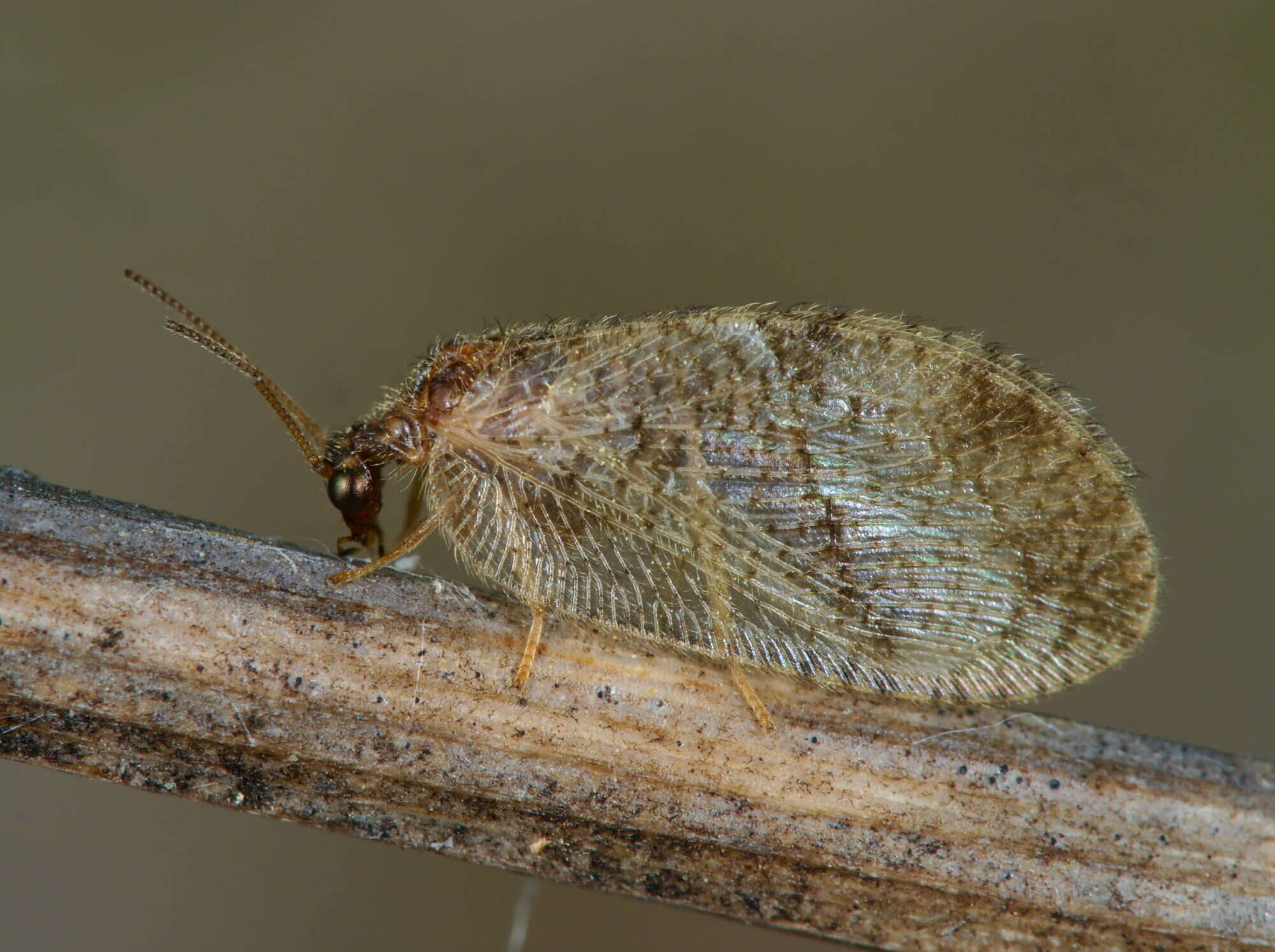 Image de Megalomus tortricoides Rambur 1842