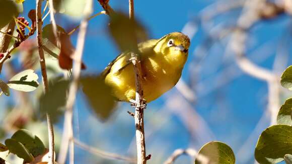 Imagem de Zosterops luteus Gould 1843